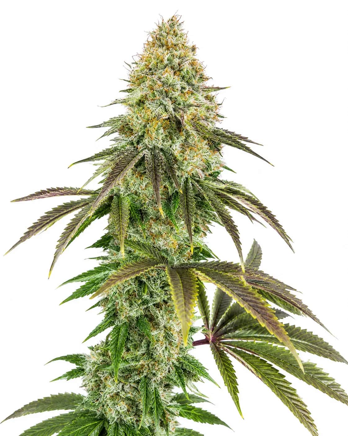 818 Headband aka Sour OG