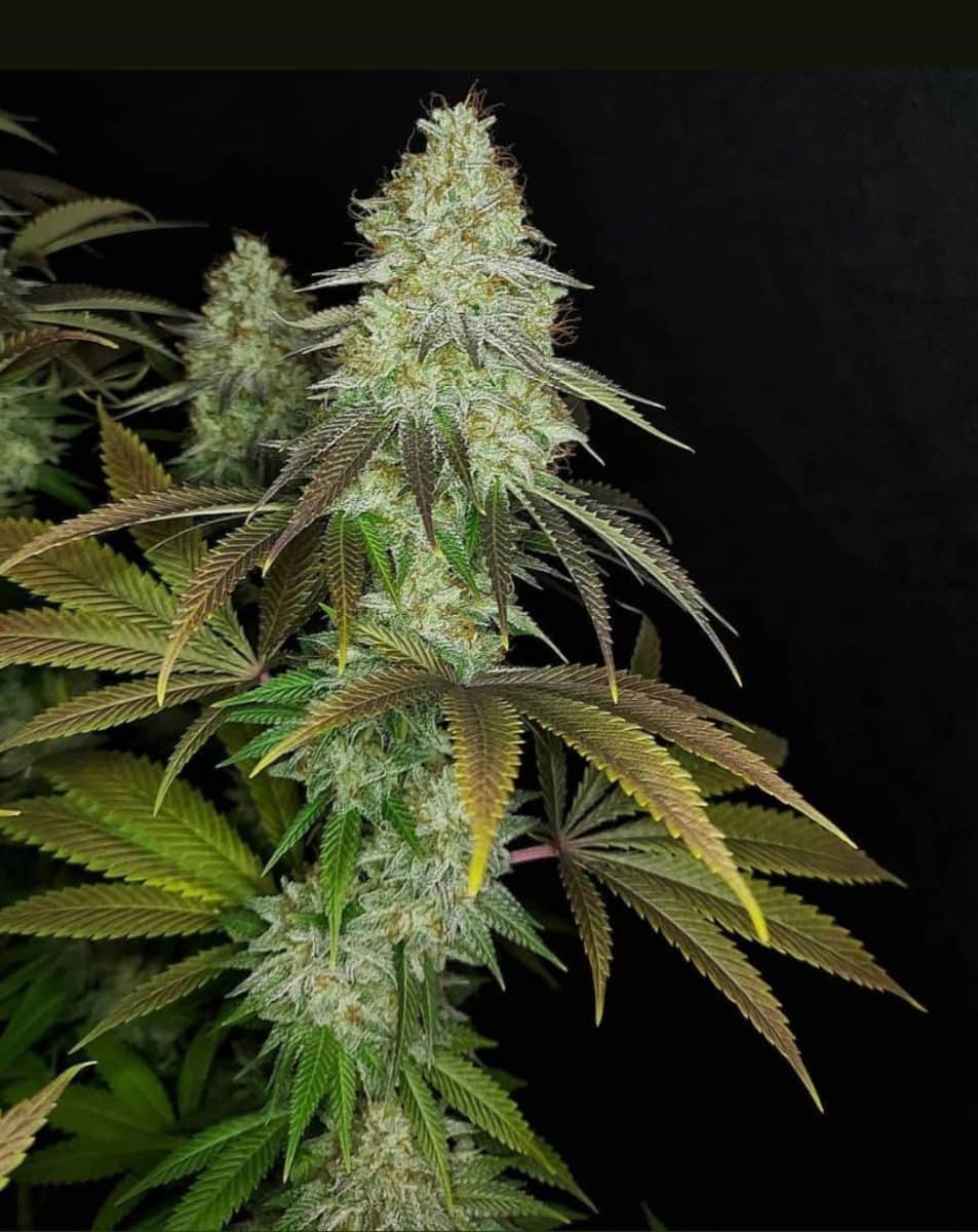 818 Headband aka Sour OG