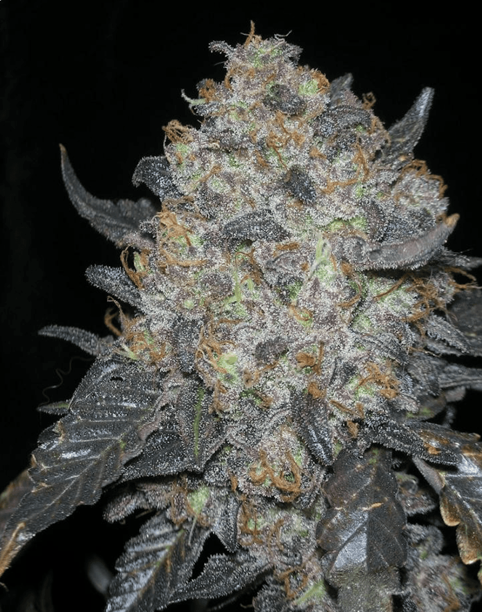 Blackwater