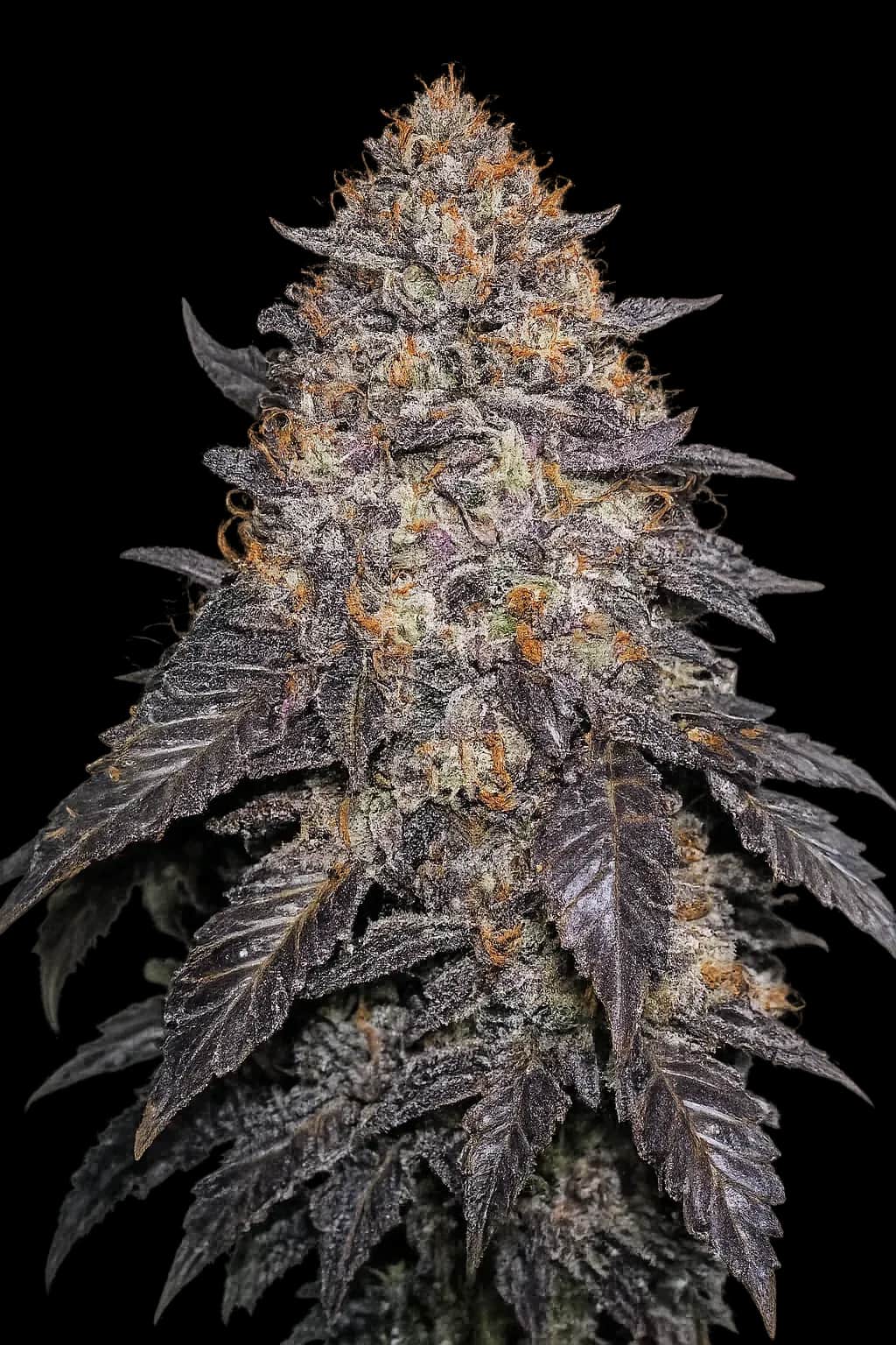 Blackwater