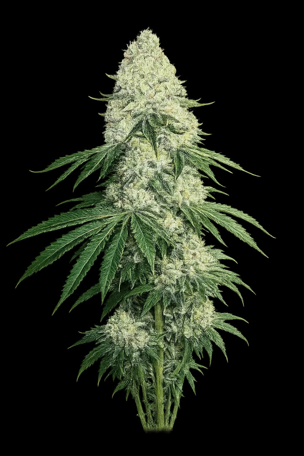 Deadhead OG