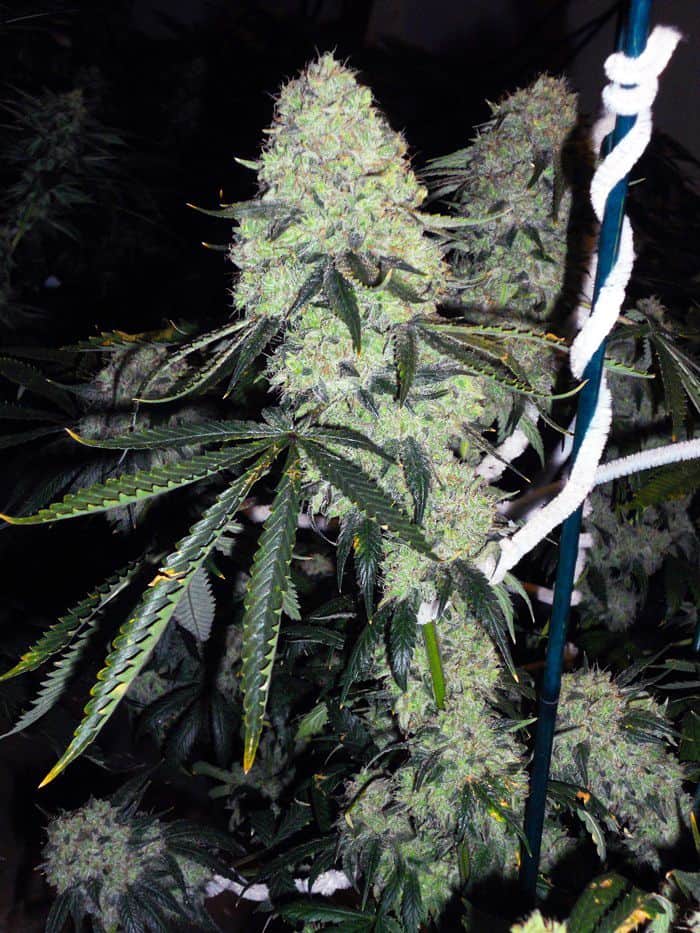 Deadhead OG