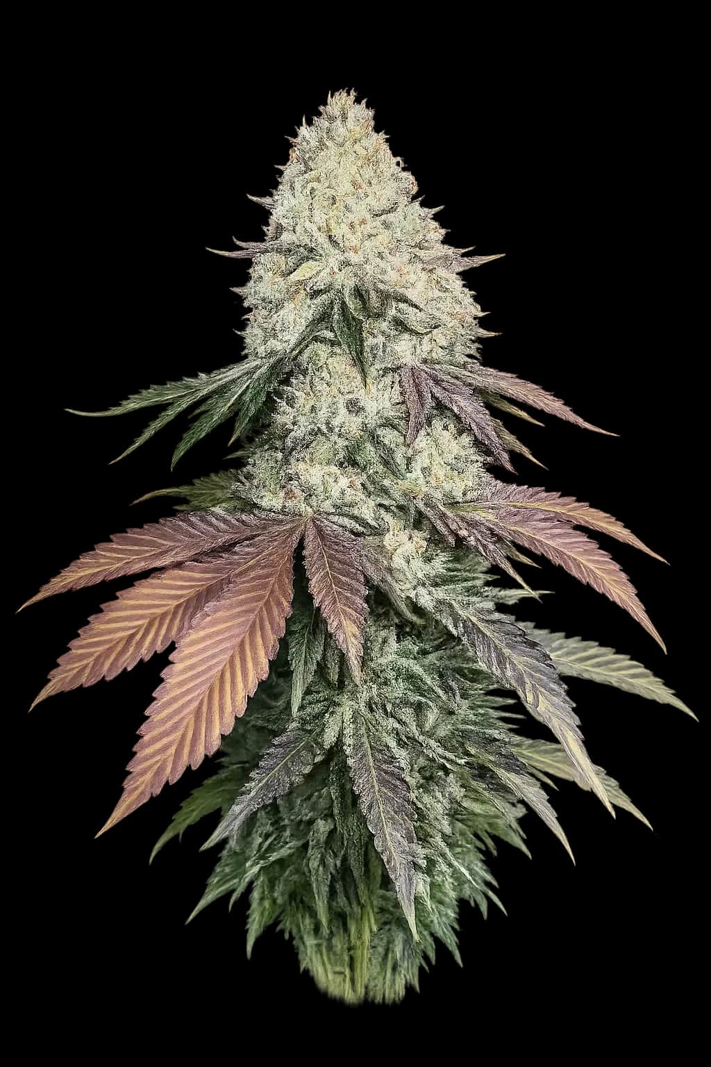 Girls Scout Cookies