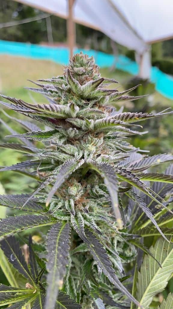 Girls Scout Cookies