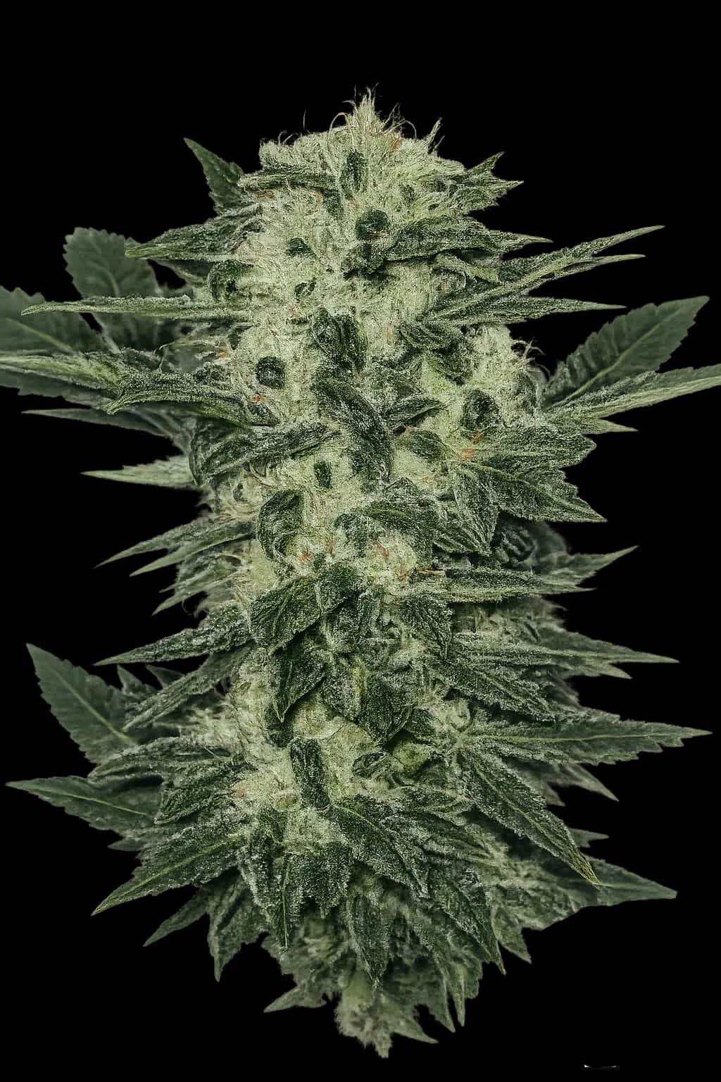 Original Sour Diesel