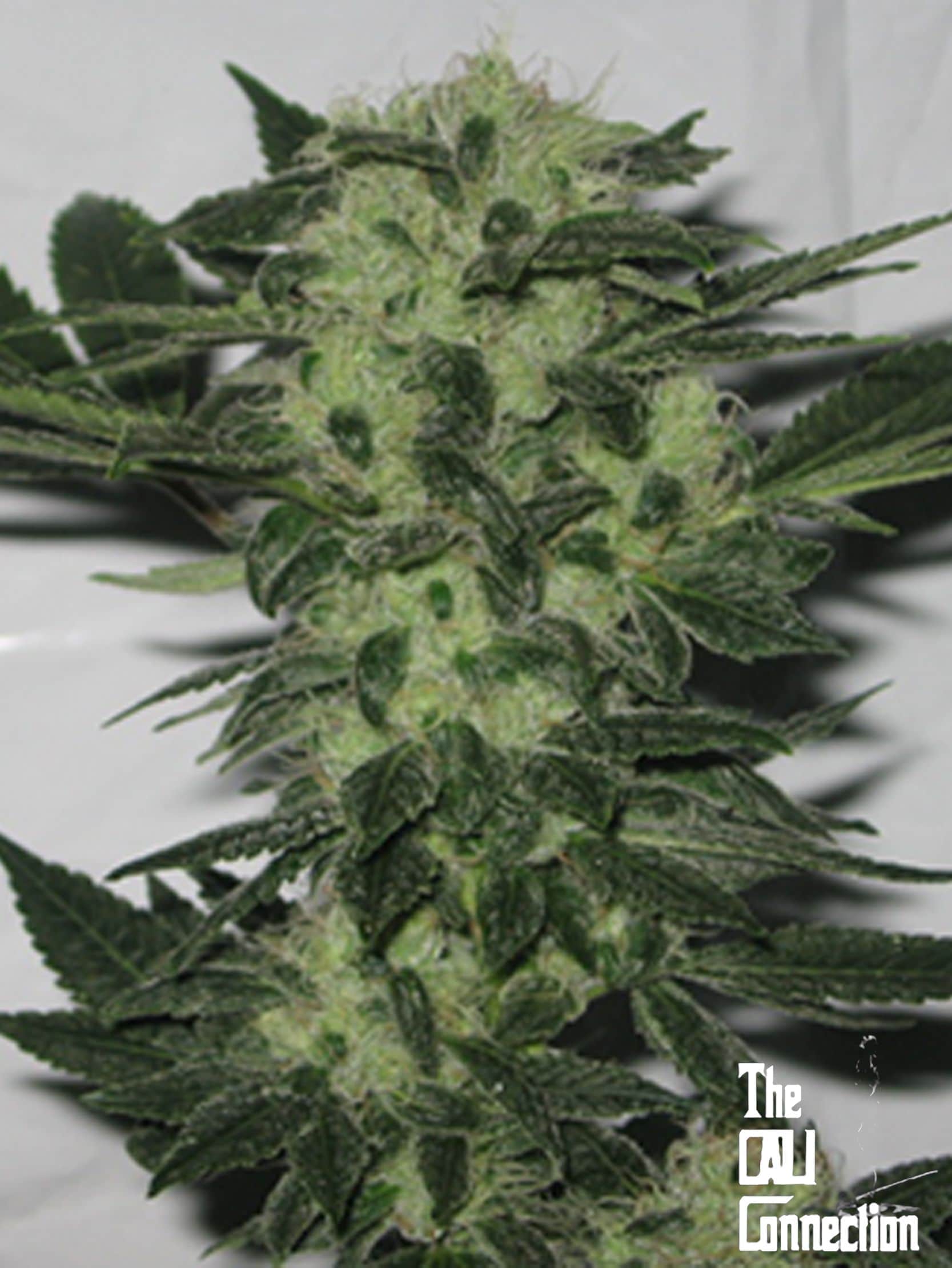 Original Sour Diesel