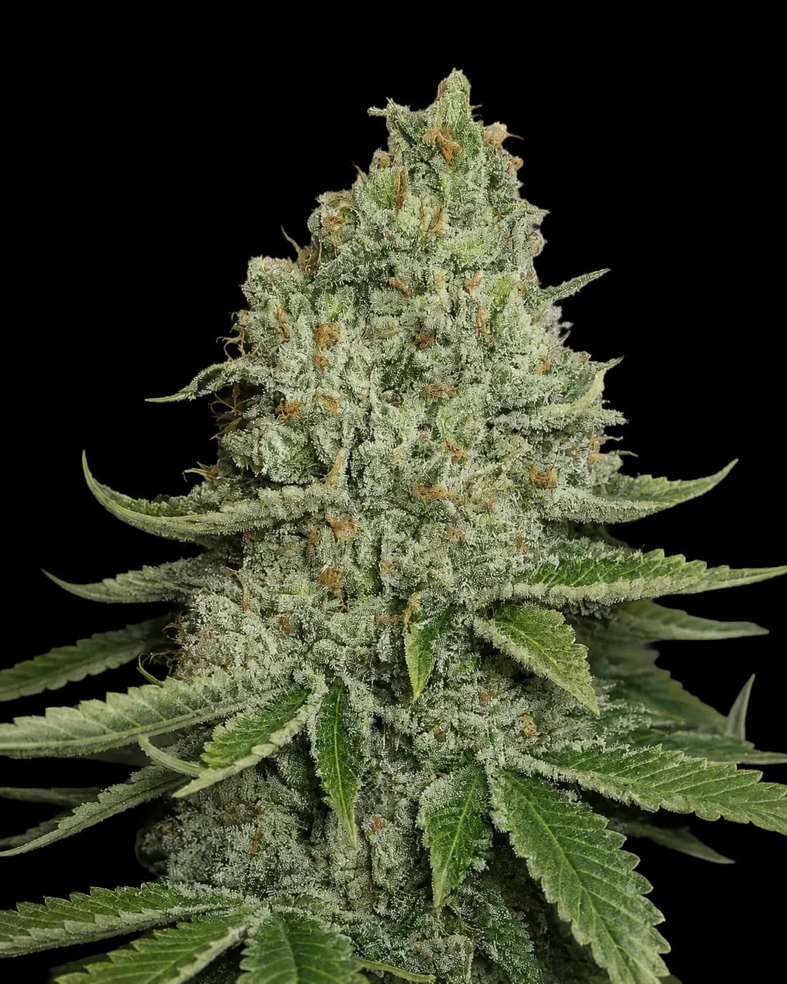 SFV OG KUSH