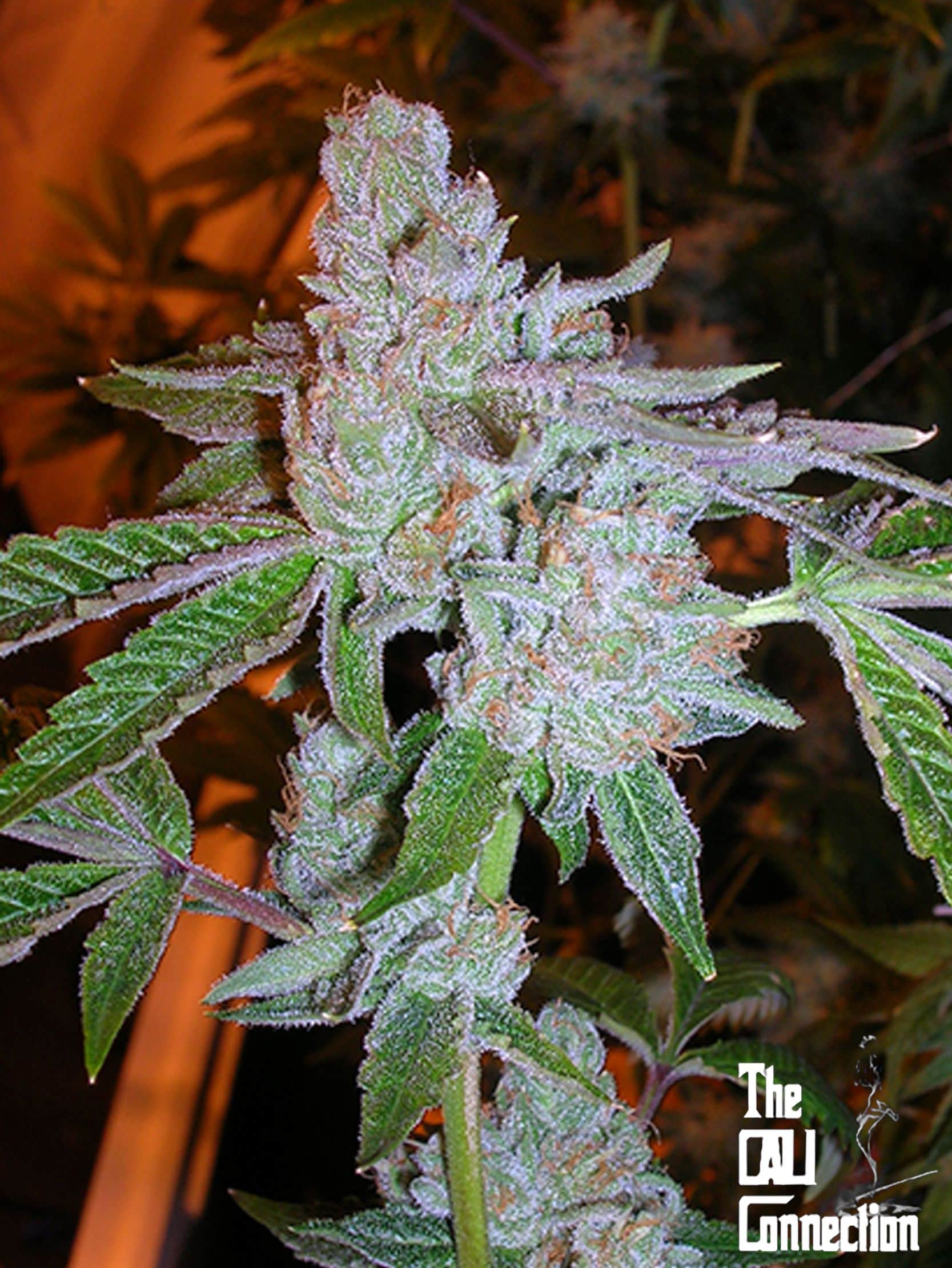 Tahoe OG Kush