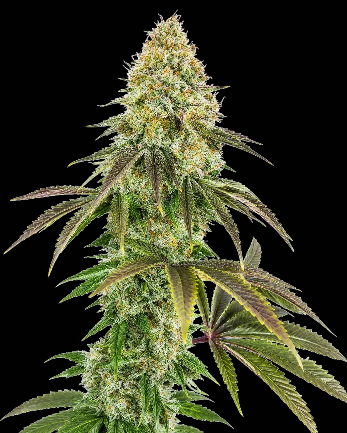 818 Headband aka Sour OG