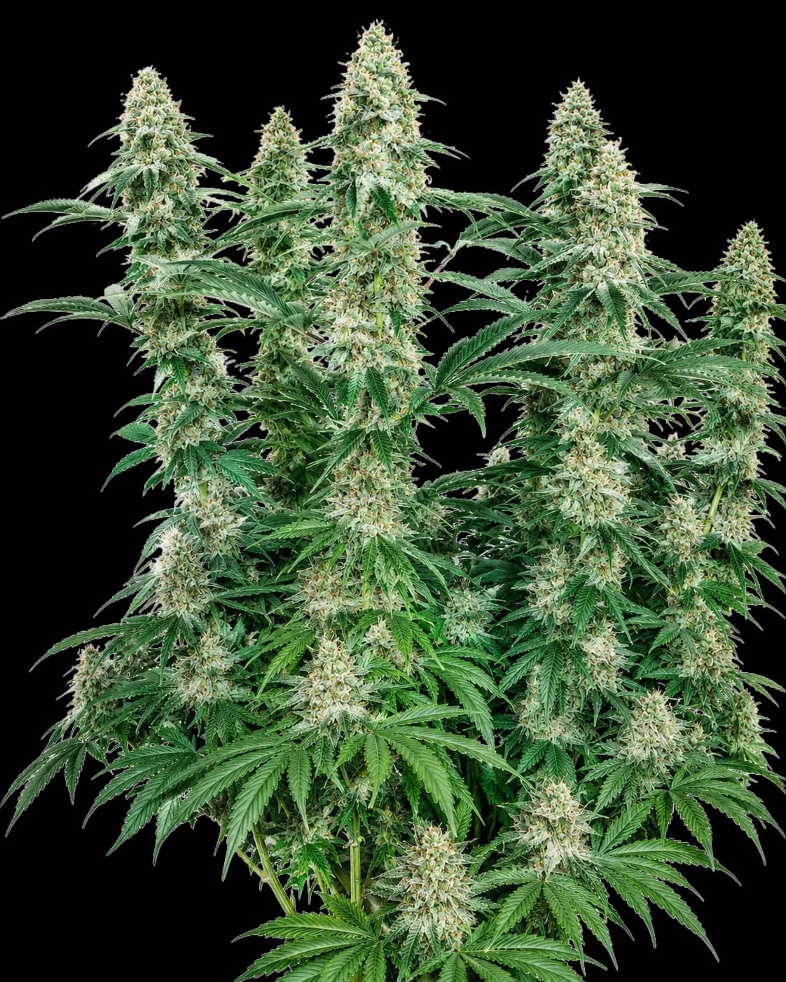 818 Headband aka Sour OG