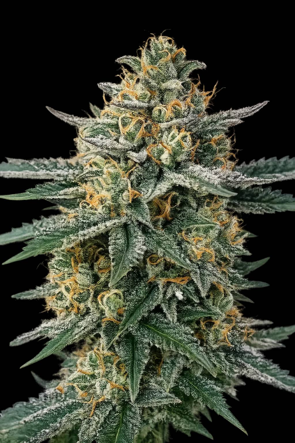 Alien OG