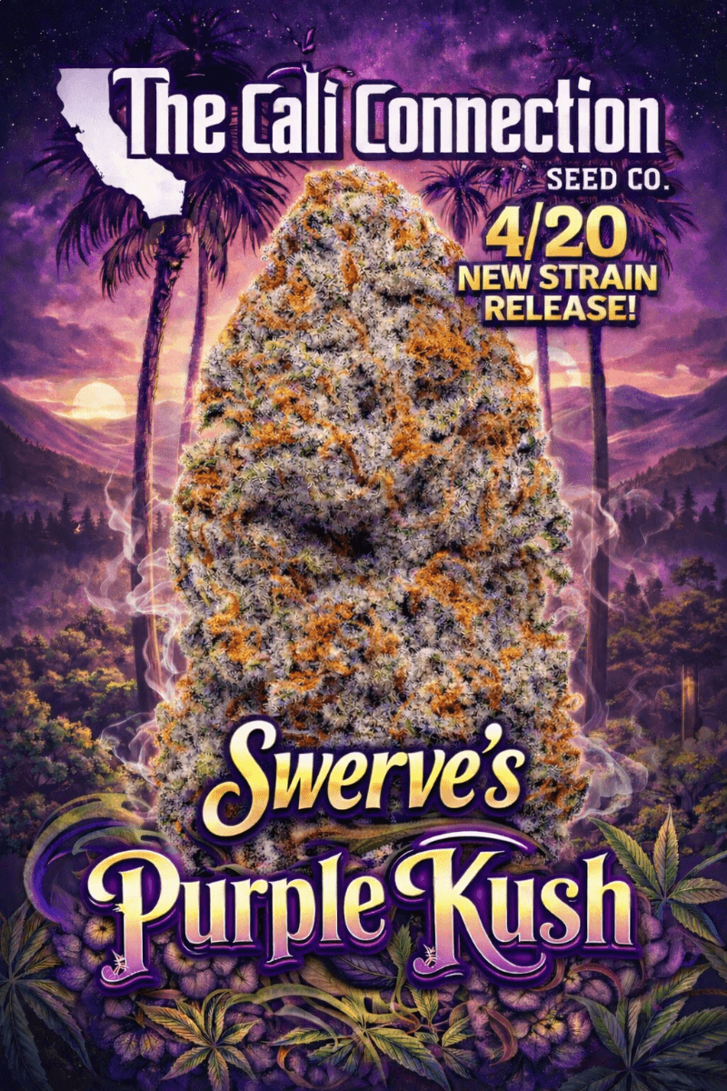 Swerve's Purple Kush S1