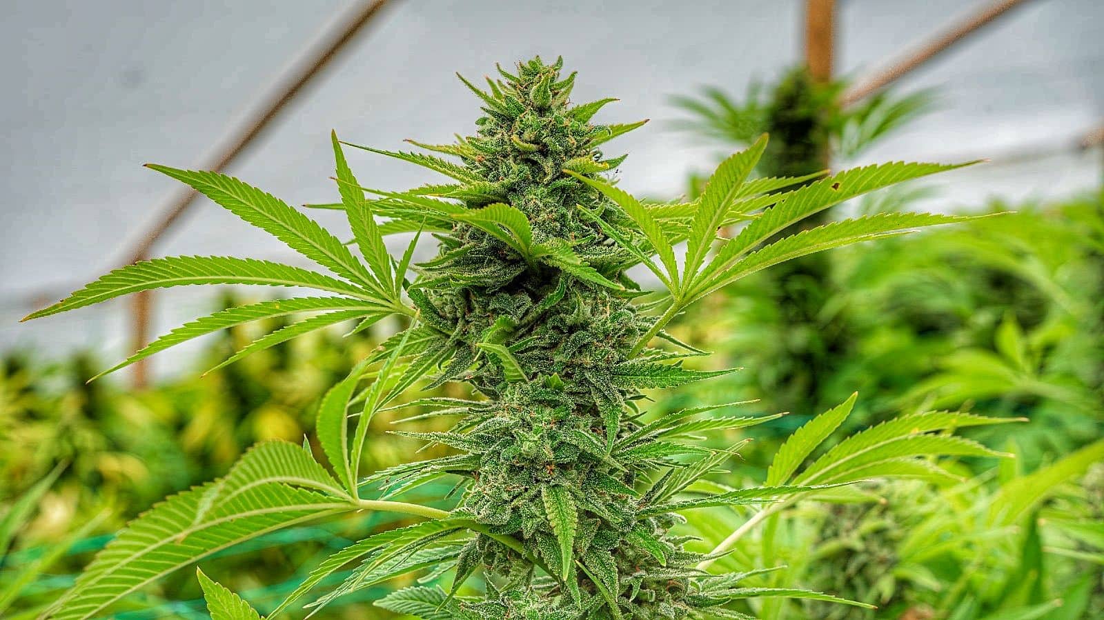 A WORLD BREEDERS COLLABORATION STRAIN CLEMENTINE SLUSH
