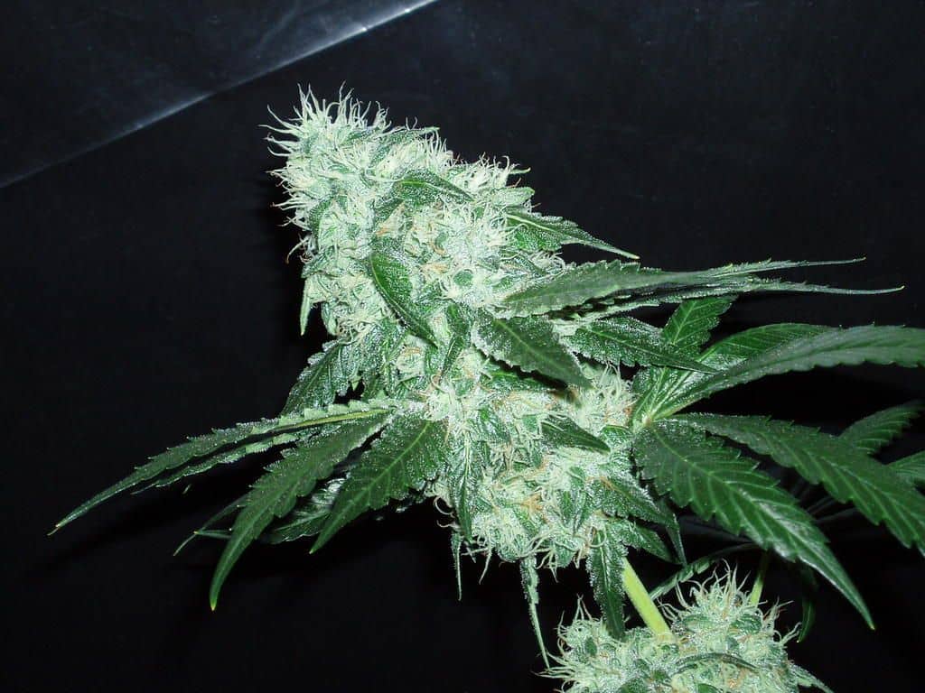 POISON OG KUSH
