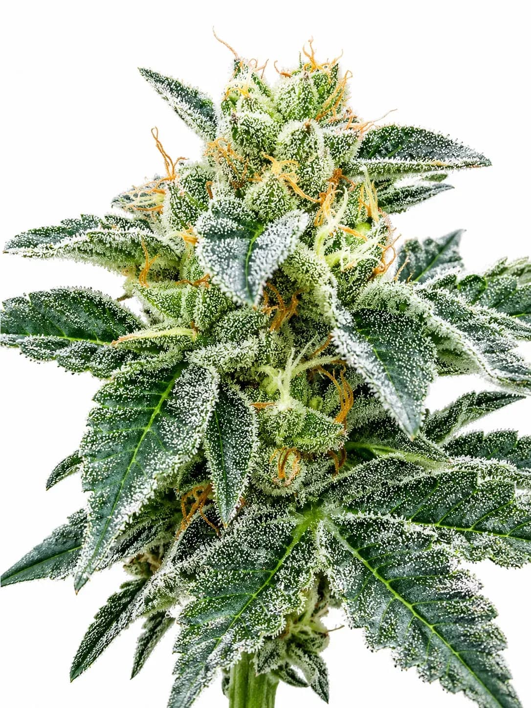 Grape Kush