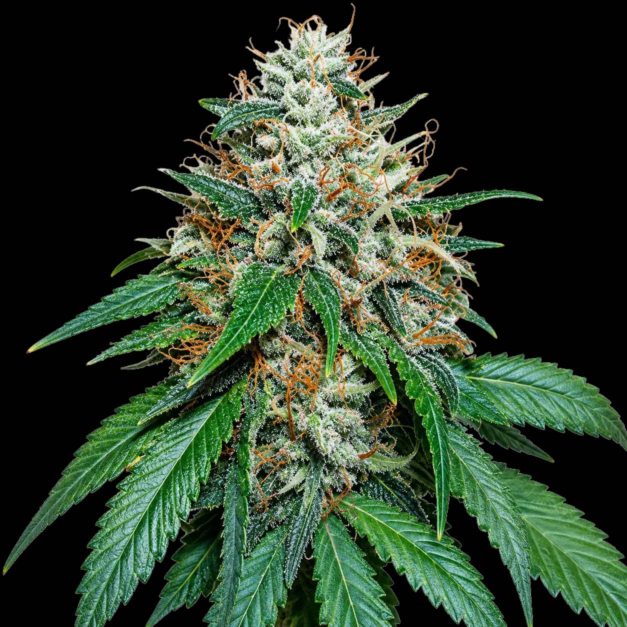 Grape Kush