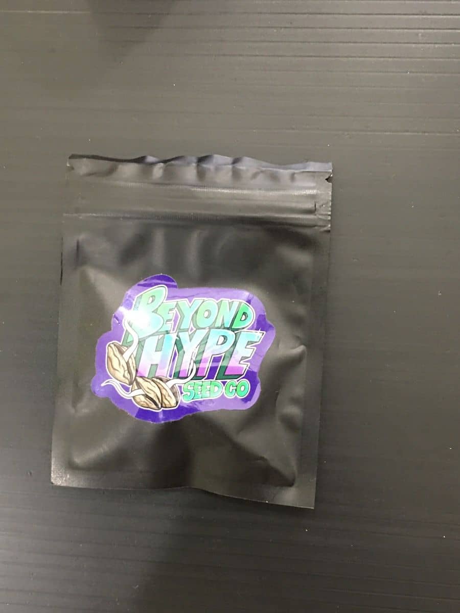 Beyond Hype Seeds Bordello X BMT