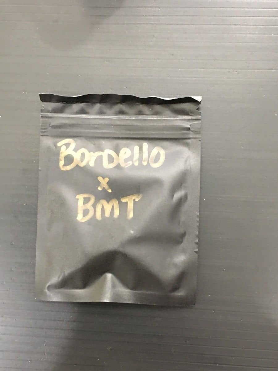 Beyond Hype Seeds Bordello X BMT
