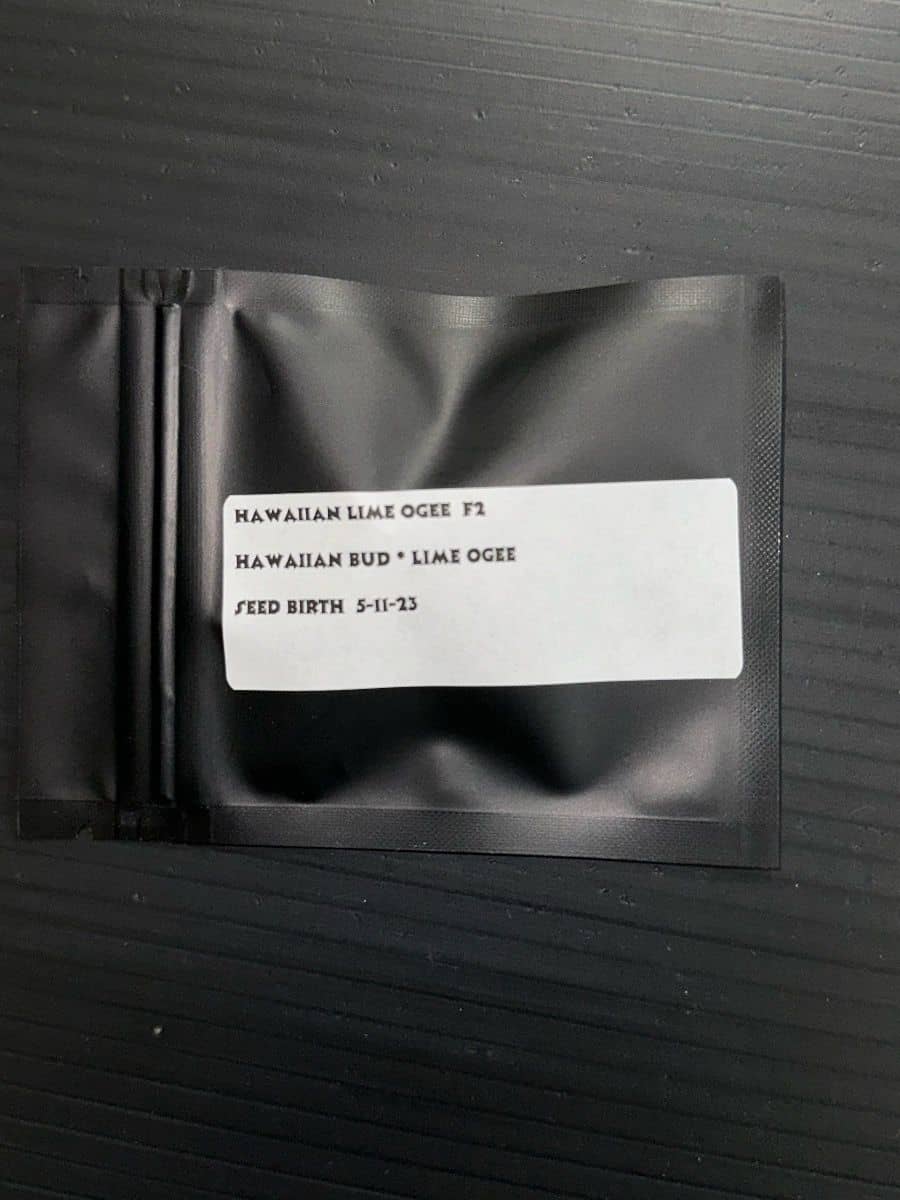 Jaws Genetics Hawaiian Lime Ogee F2