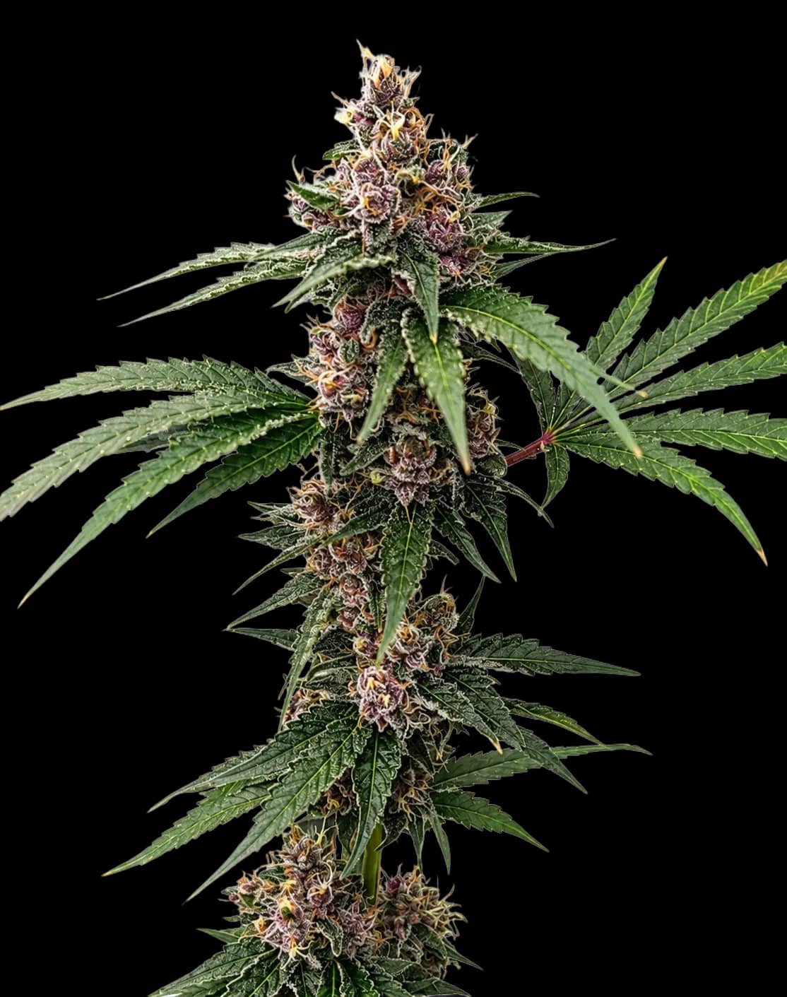 [ARCHIVED — delete on your go] Island Punch Auto Flower