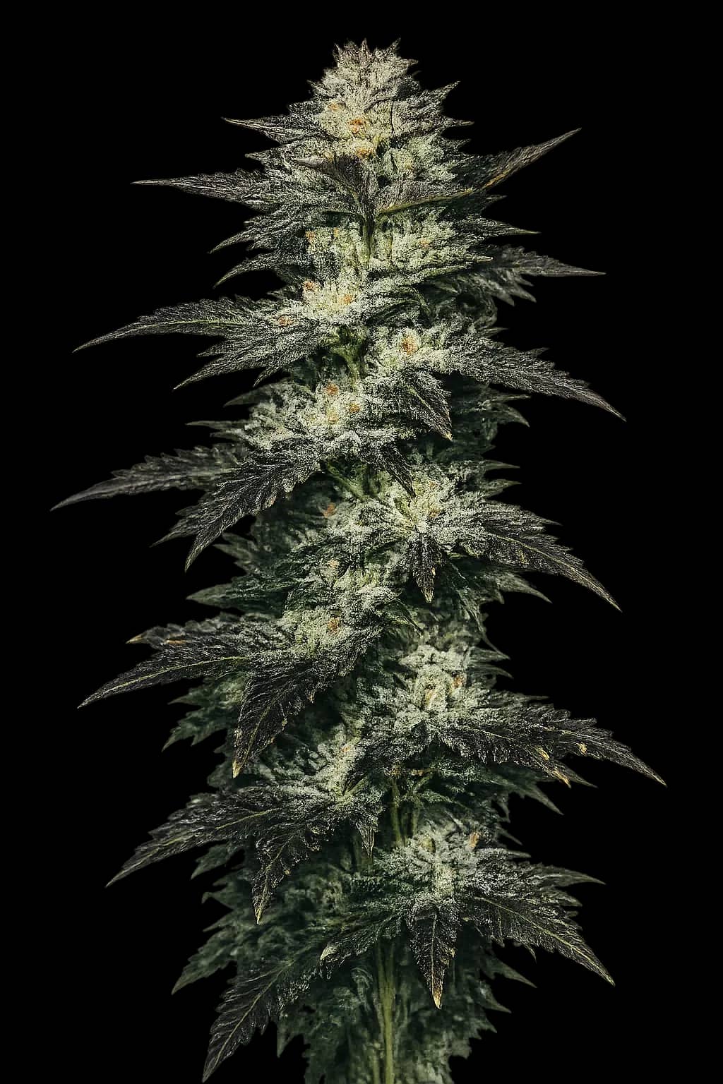 Jupiter OG Kush