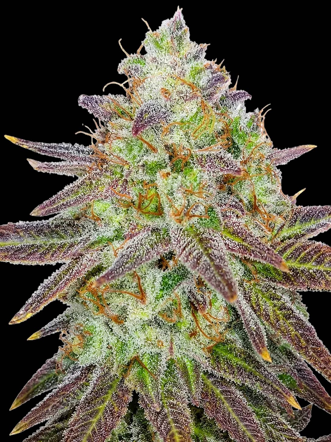 [ARCHIVED — delete on your go] Passion Berry