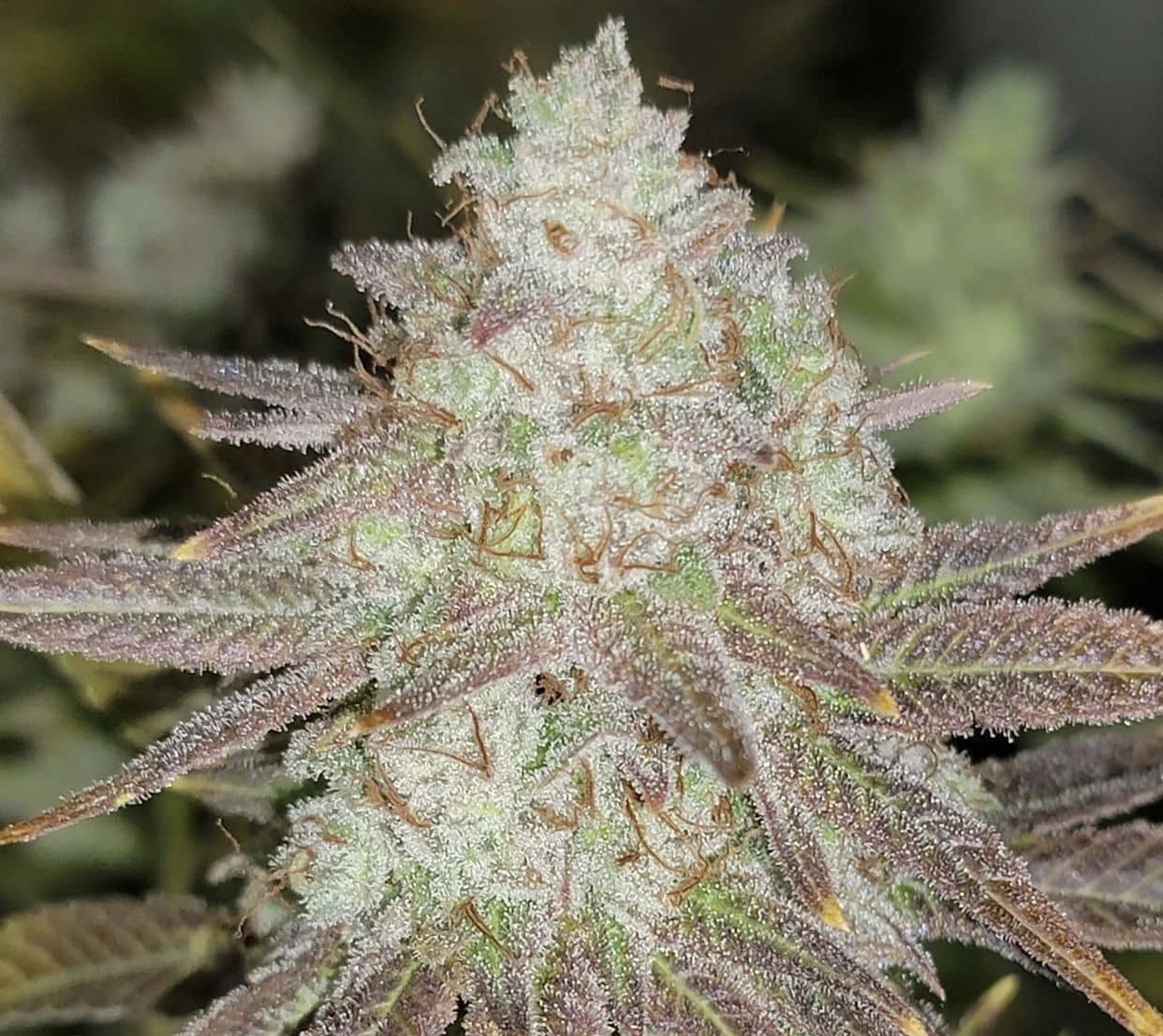 Passion Berry