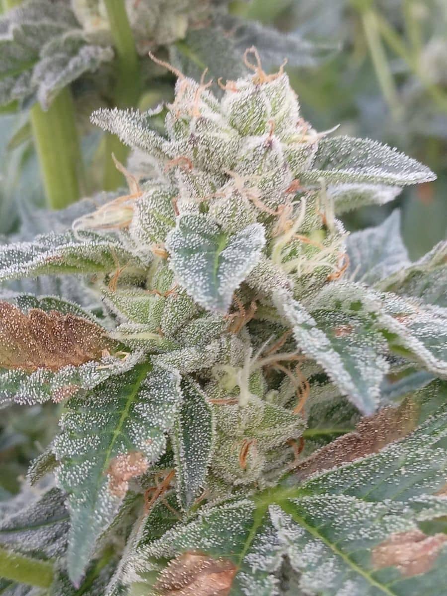 Grape Kush