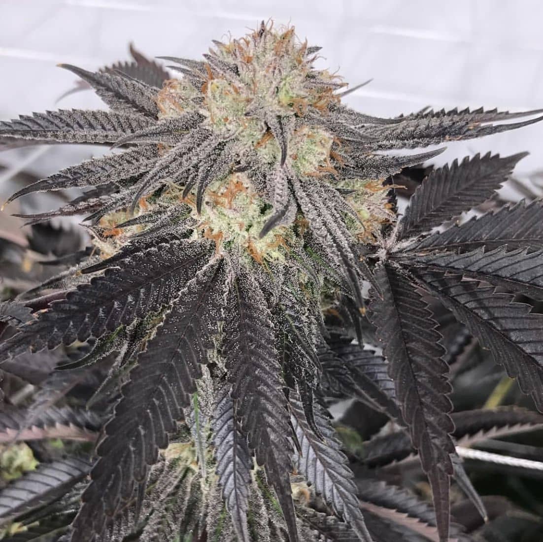 Purple Chem