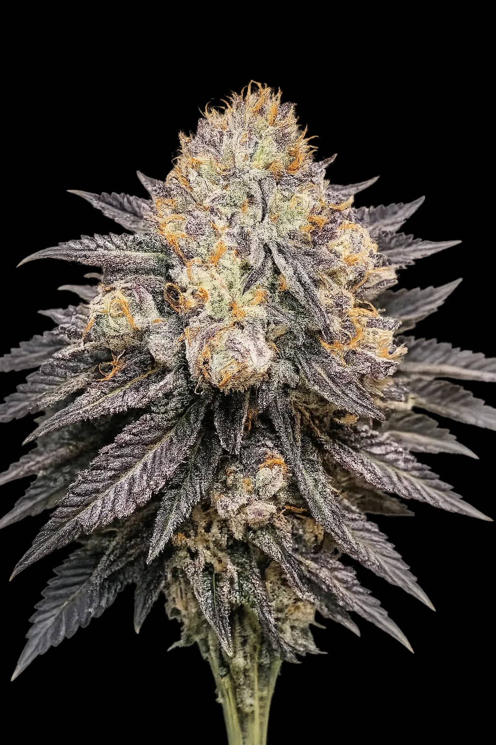 Purple Chem
