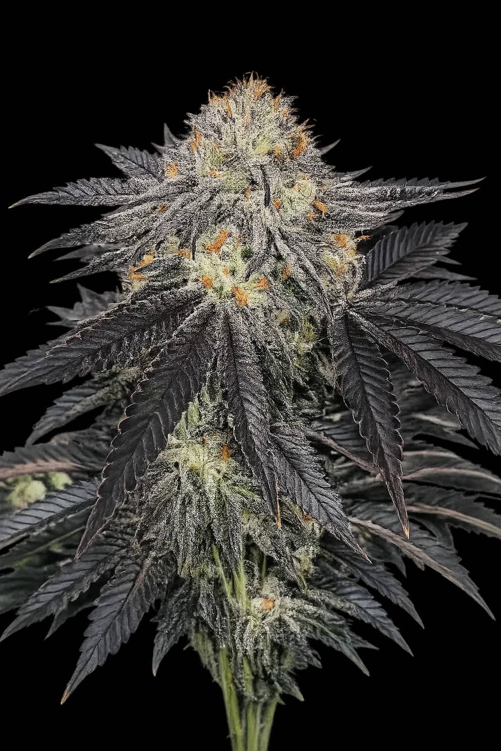 Purple Chem