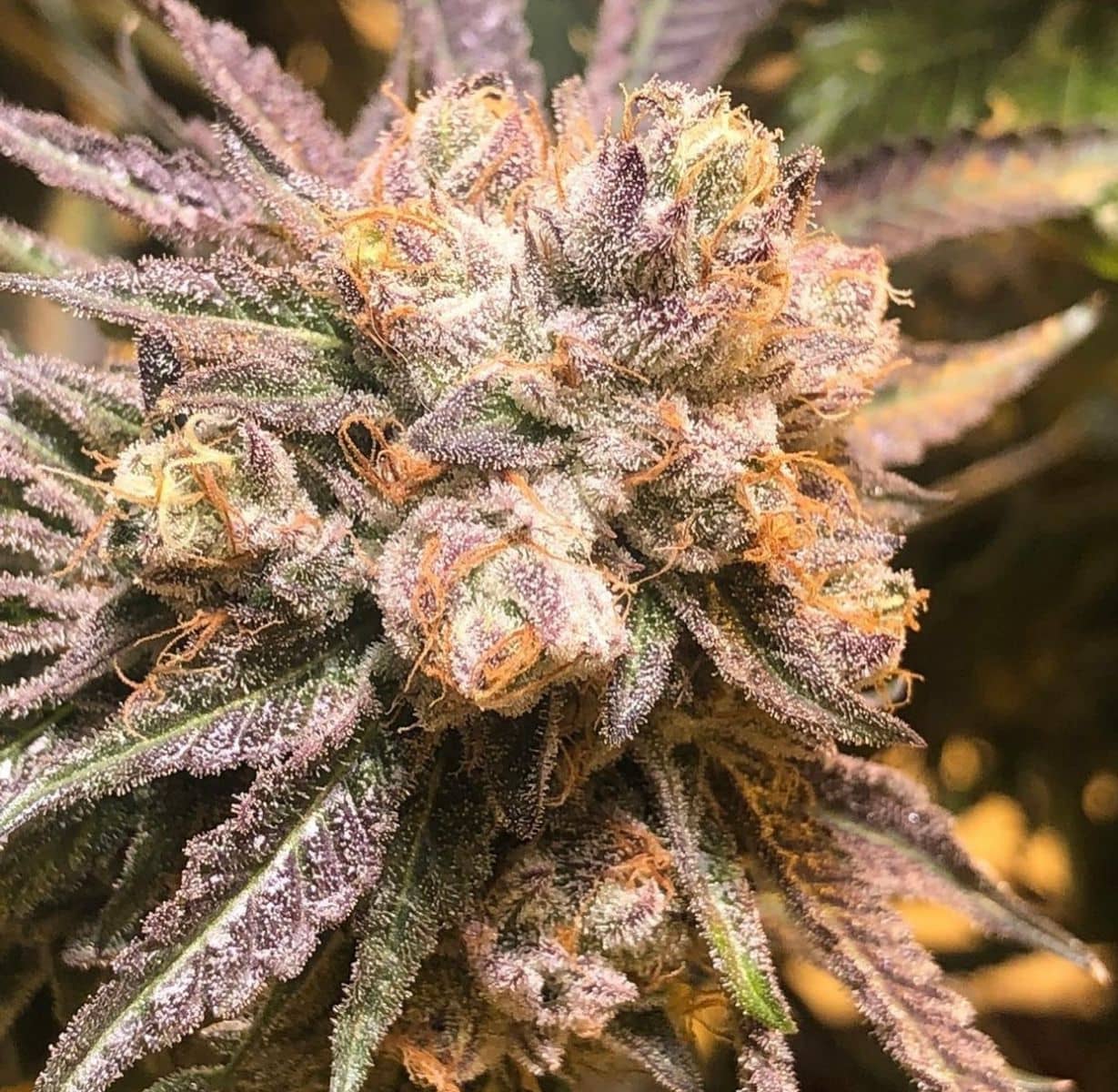 Purple Chem