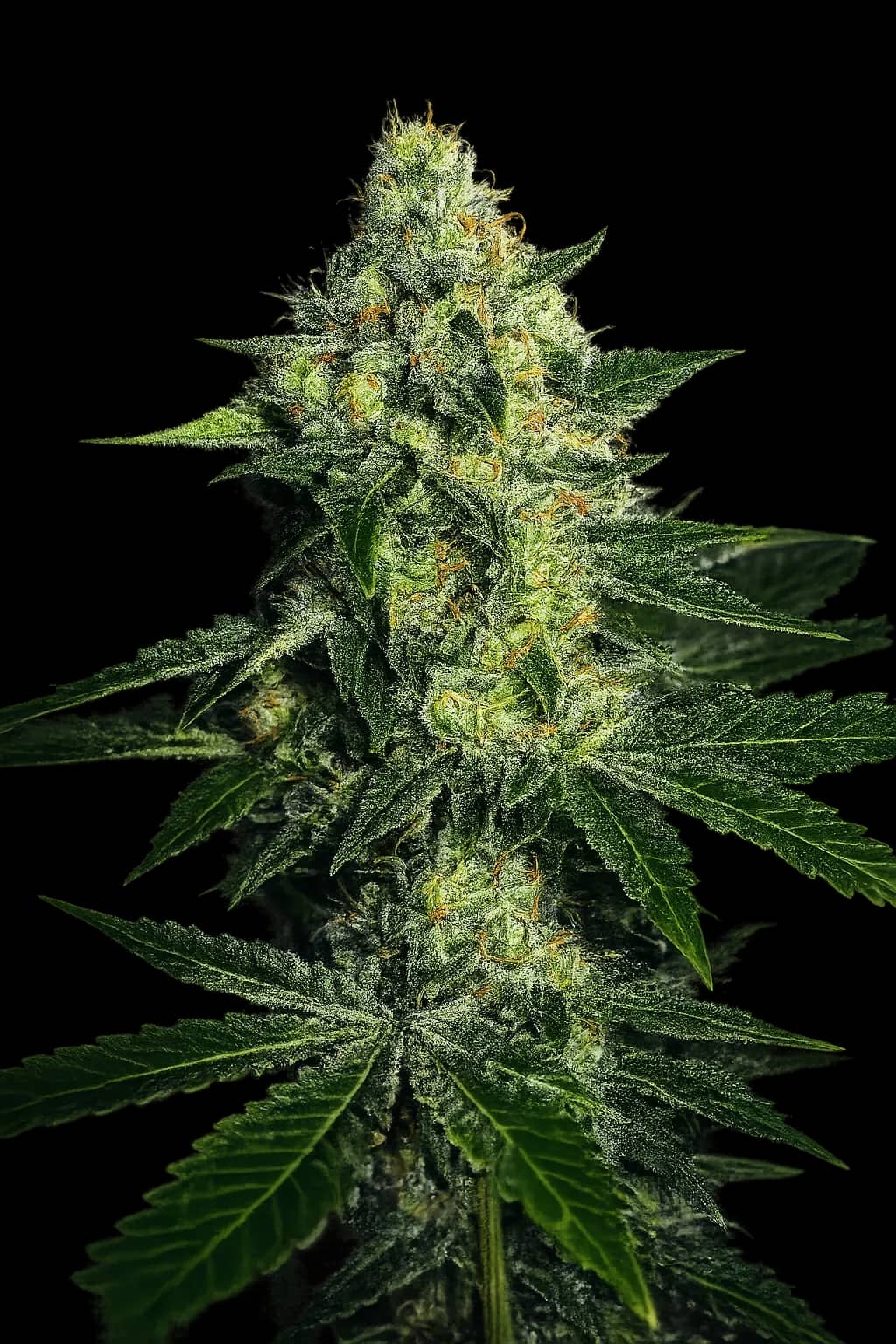 Sugarmill Auto
