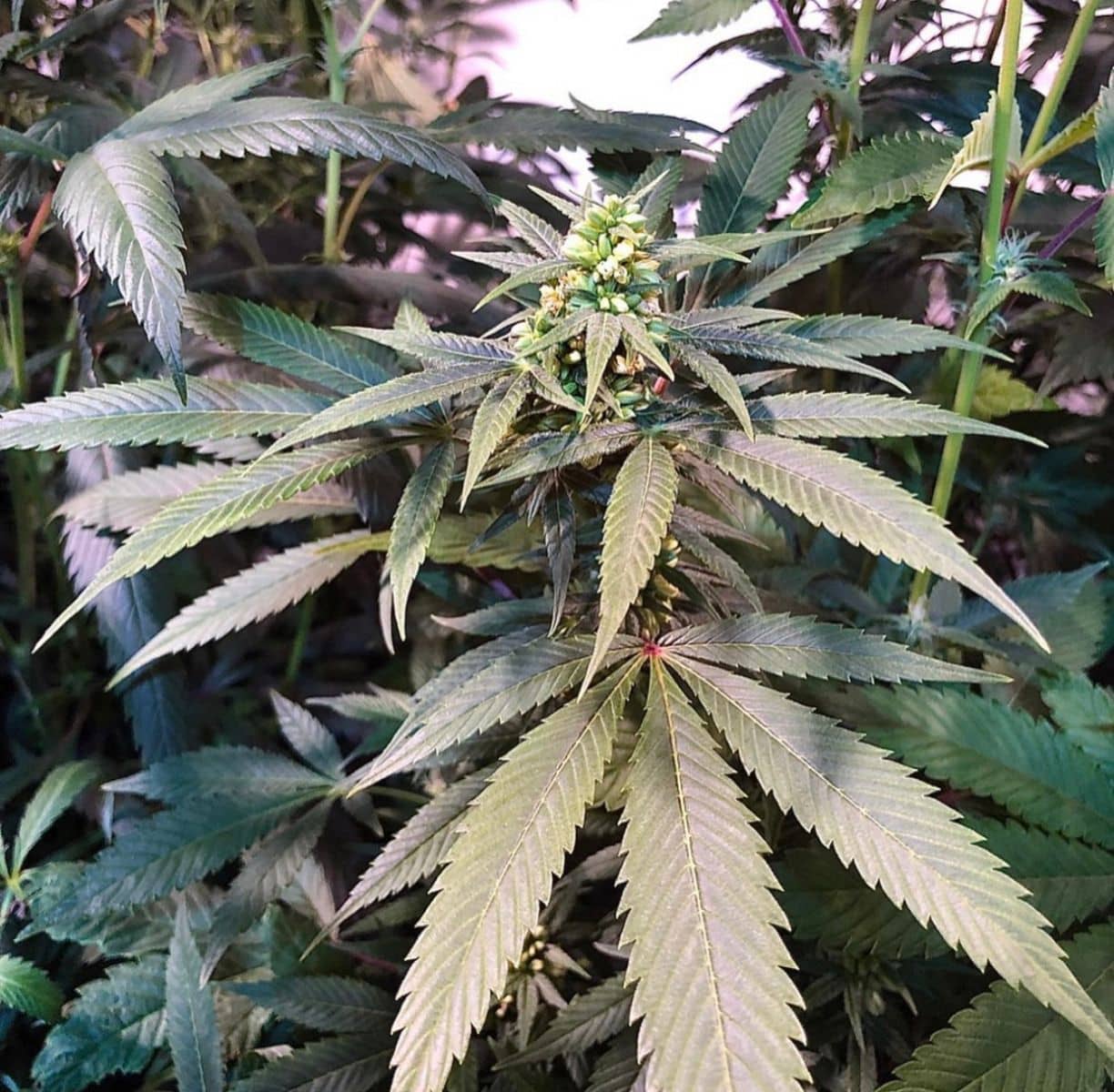 Swerve Juice"Plant Sex Reversal Mix"