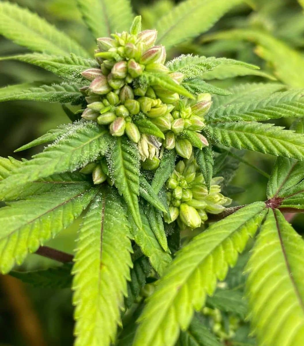 Swerve Juice"Plant Sex Reversal Mix"
