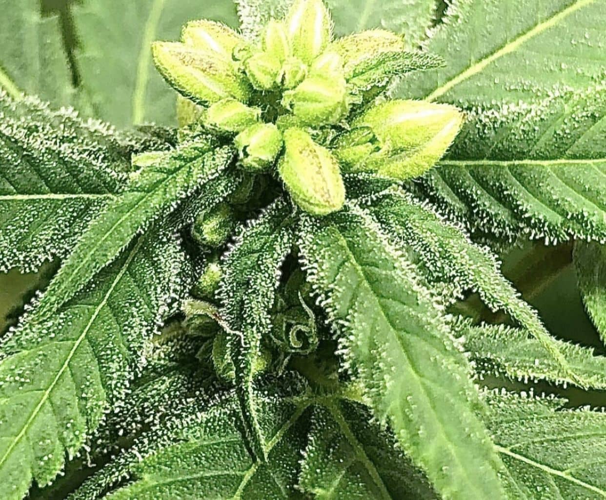 Swerve Juice"Plant Sex Reversal Mix"