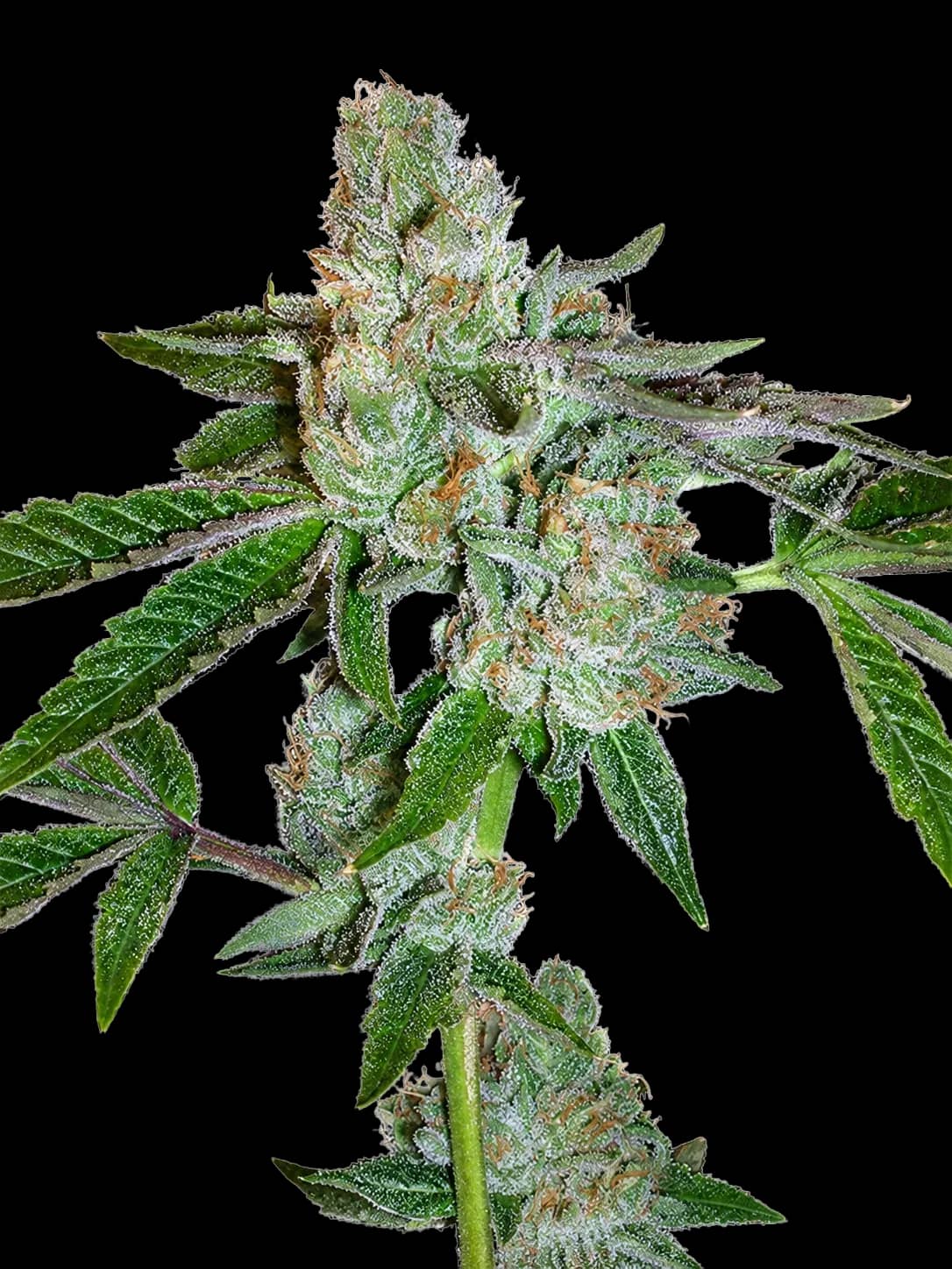 Tahoe OG Kush