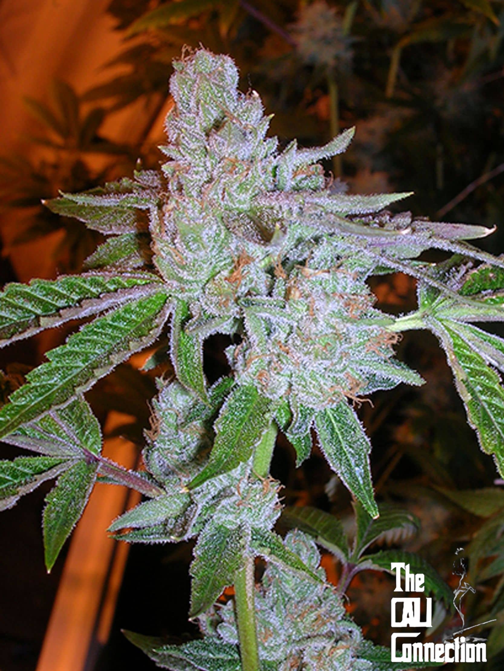Tahoe OG Kush