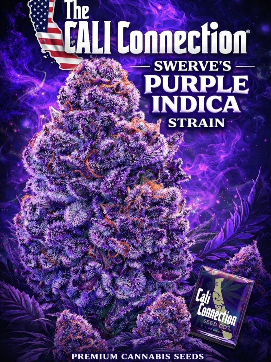Swerve's Purple Indica S1