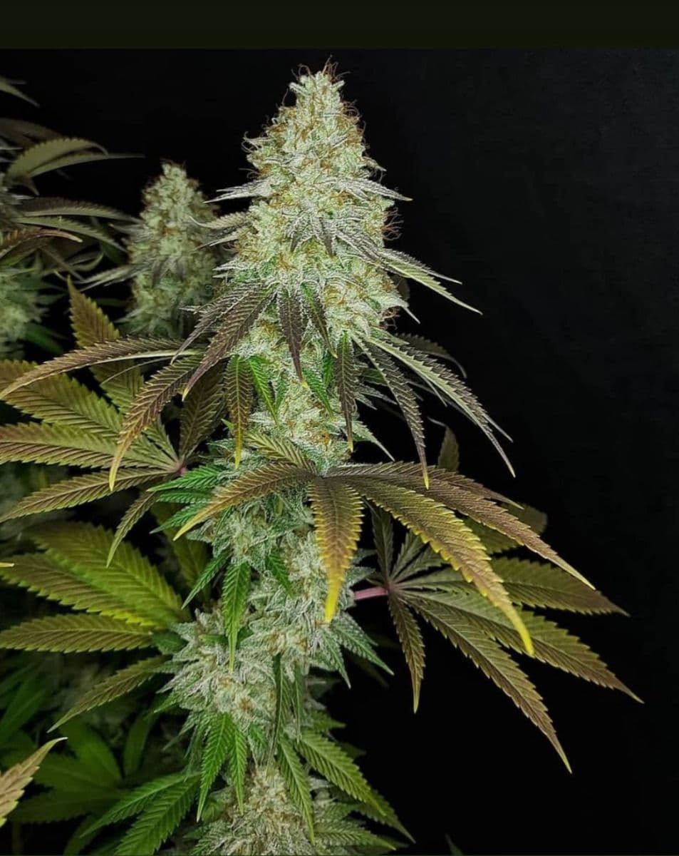 818 Headband aka Sour OG