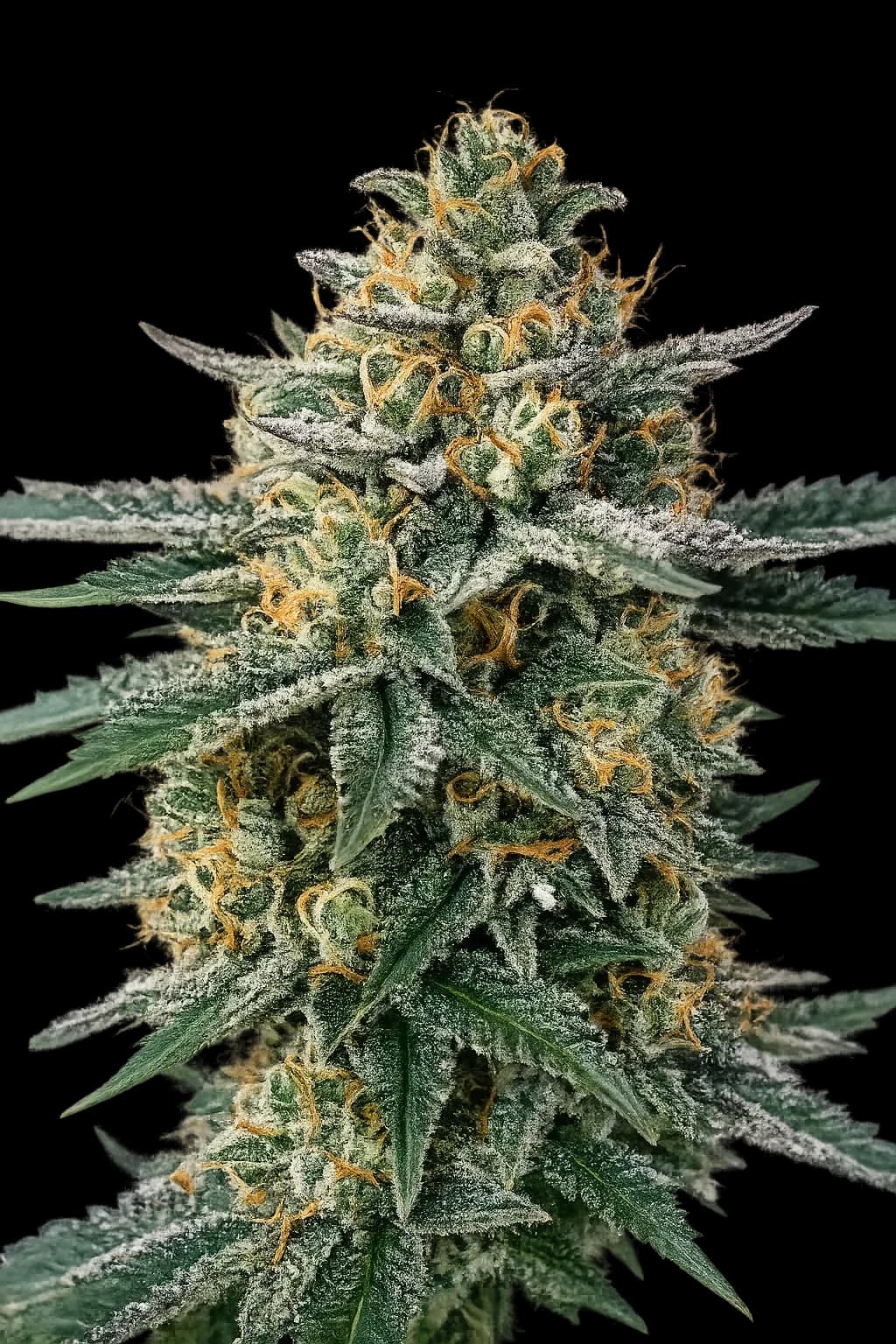 Alien OG