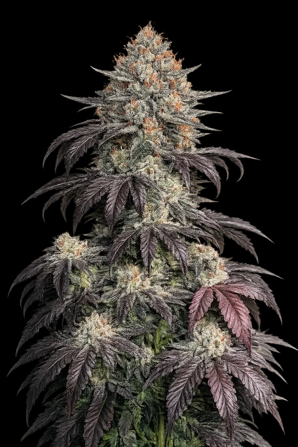Black Kush