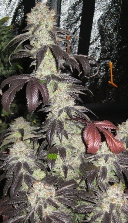 Black Kush