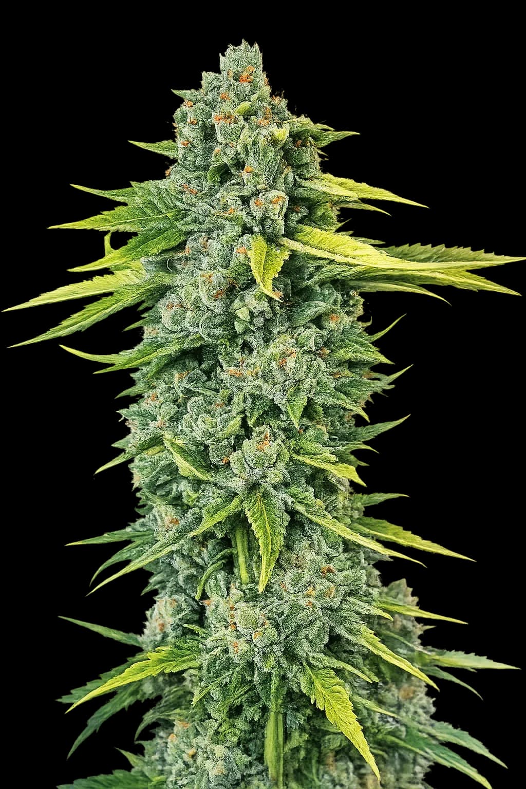 Blue Dream Haze