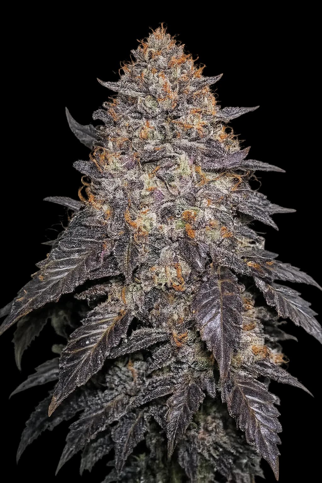 Blackwater