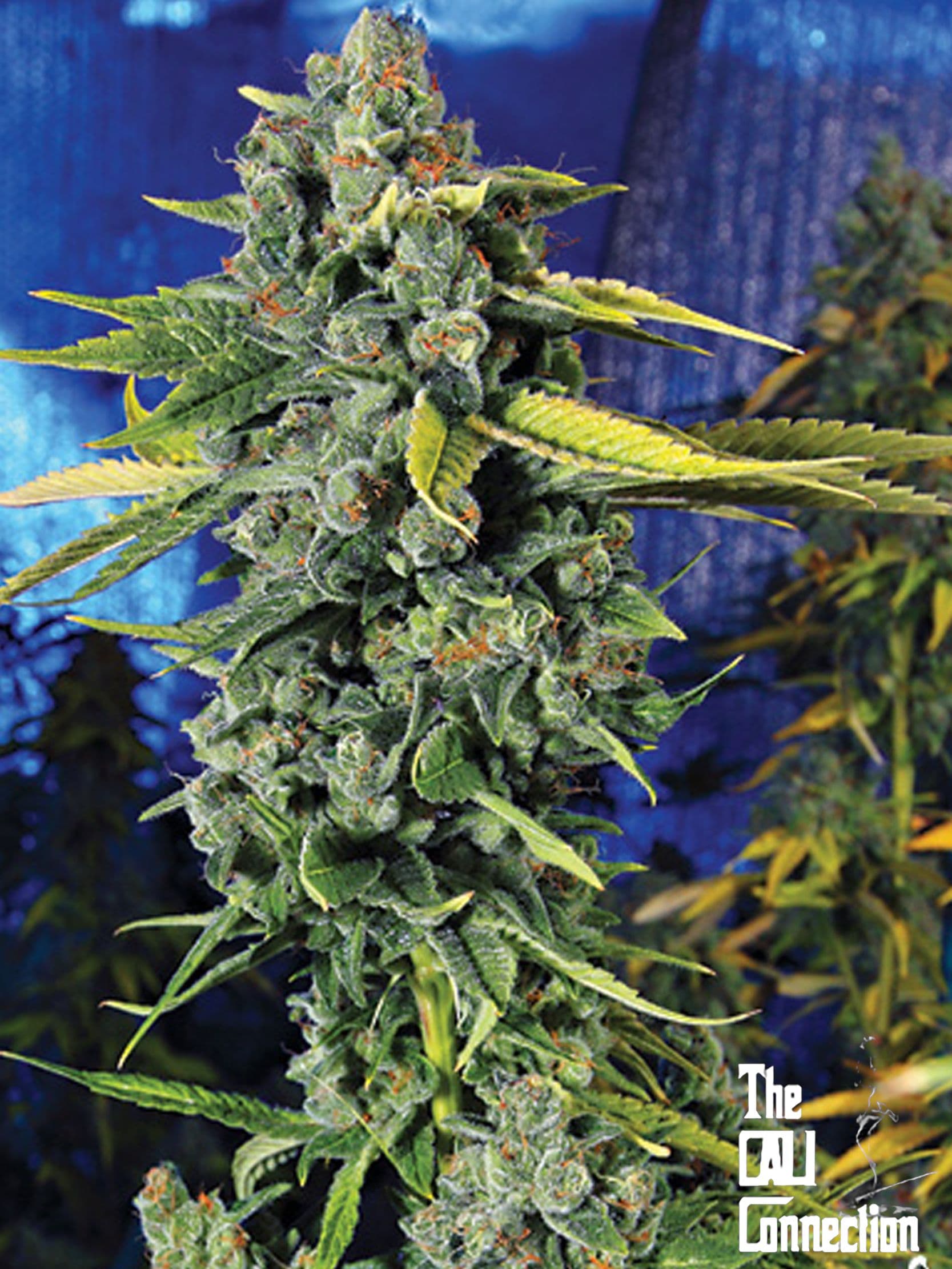Blue Dream Haze