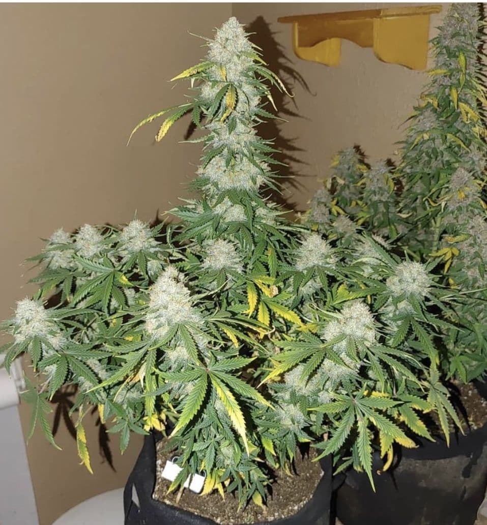 Boss Hog Auto Flower
