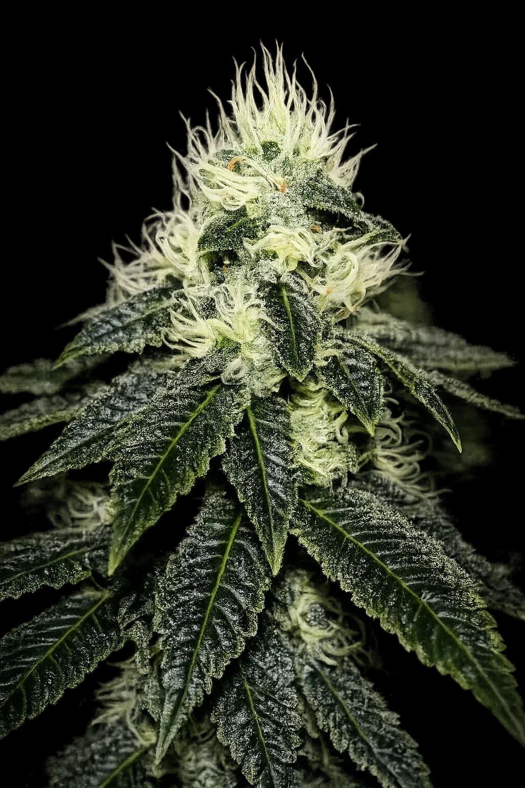 Chem 91 Sk Va
