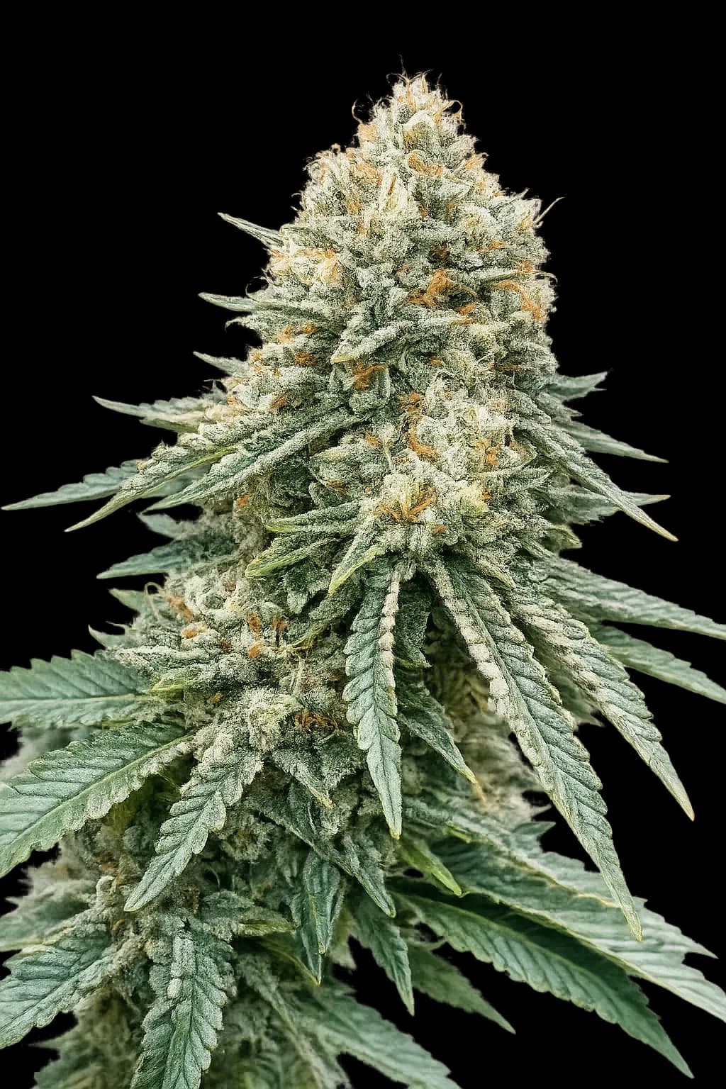 Corleone Kush