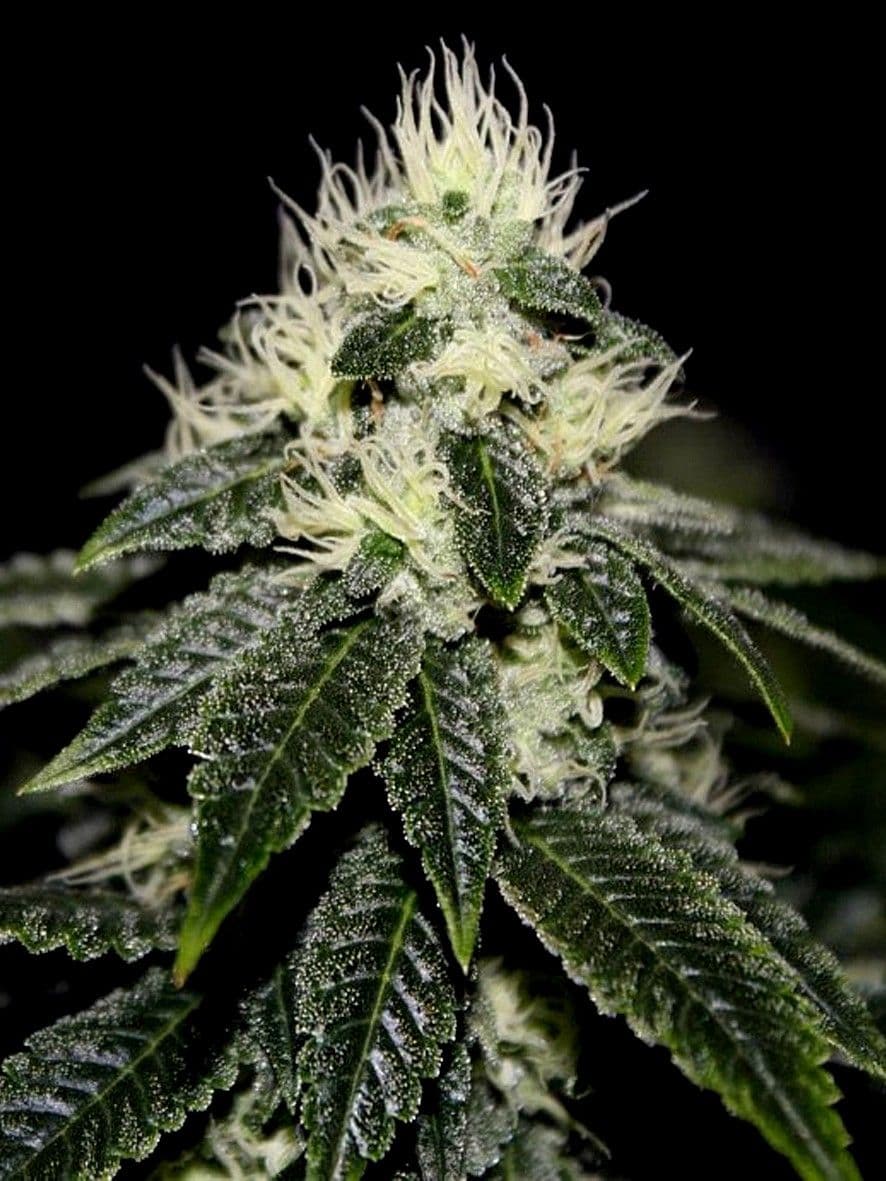 Chem 91 Sk Va